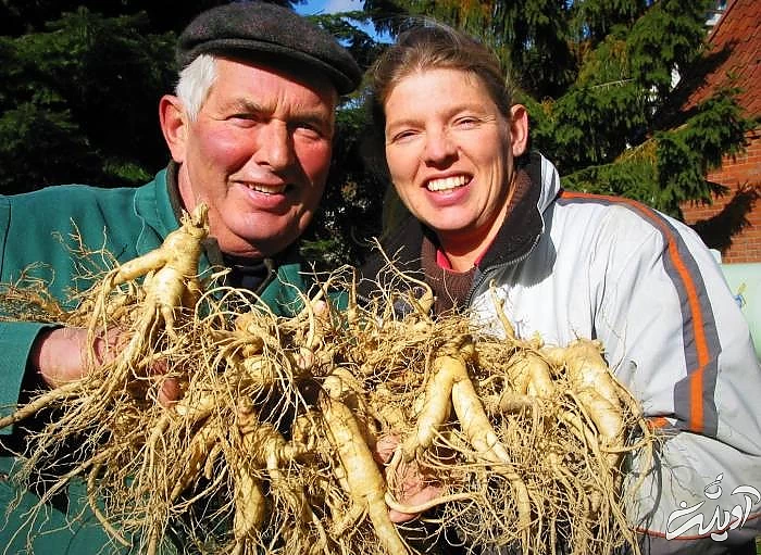 مصرف جینسینگ